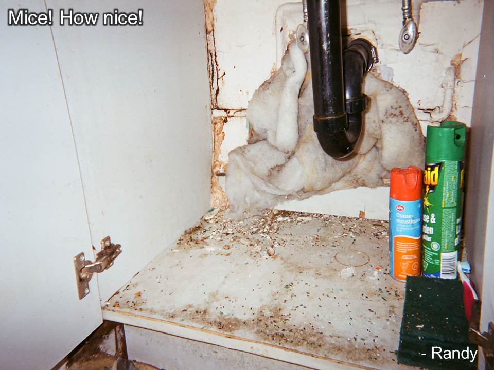 Mice droppings under the sink