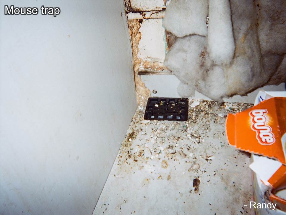 Mouse trap under the sink
